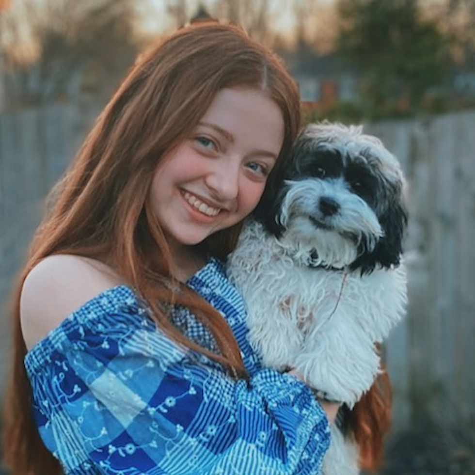 Sweet Havanese Purebred Pup