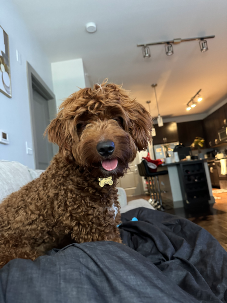 Popular Mini Goldendoodle Poodle Mix Pup