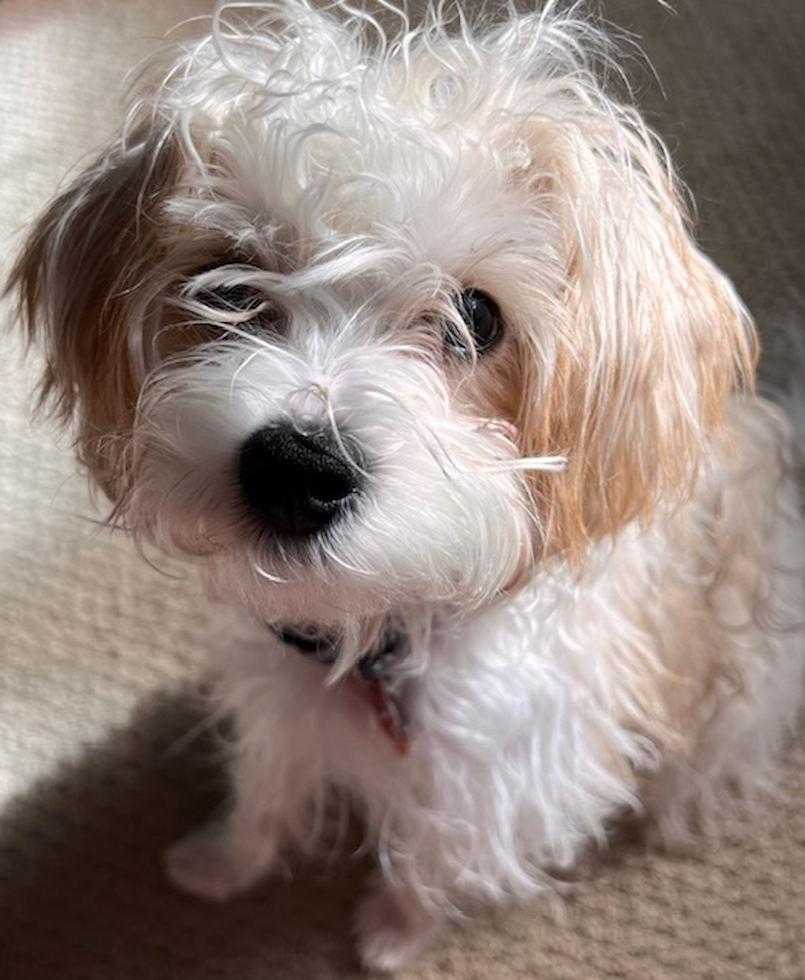 Funny Yorkie Poo Poodle Mix Pup