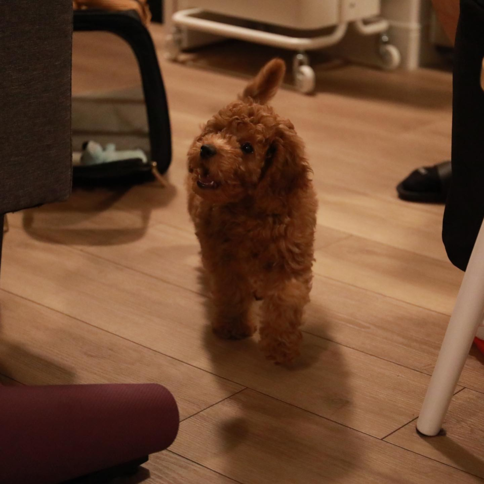 Happy Mini Goldendoodle Pup