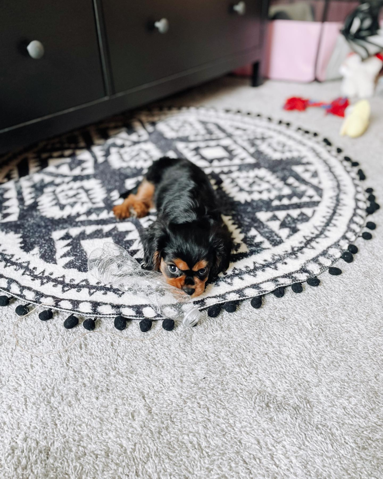 Petite Cavalier King Charles Spaniel Pup in Bargersville IN