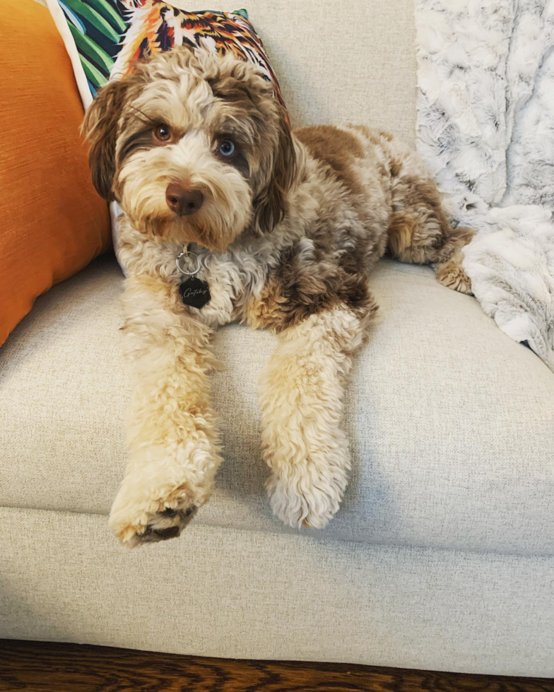 Small Mini Aussiedoodle Pup in Encino CA