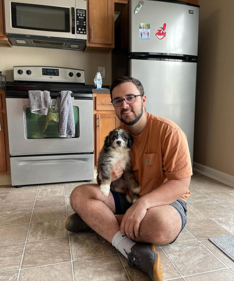 Playful Bernadoodle Poodle Mix Pup