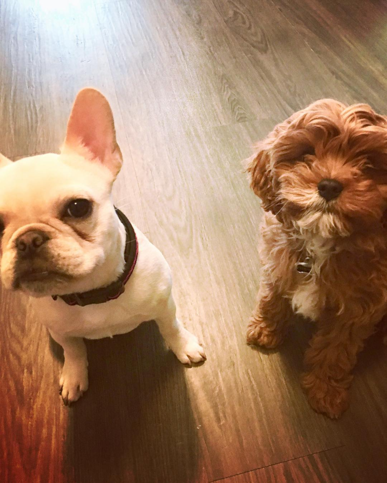 Cute Cavapoo Pup in Albuquerque NM