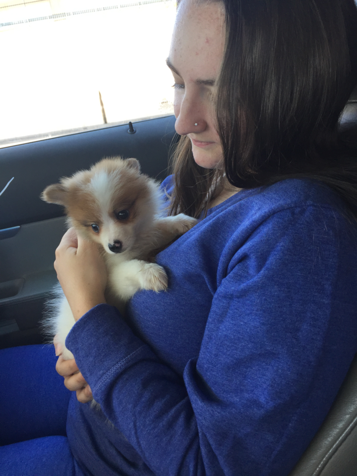 Adorable Pomeranian Pup in Flower Mound TX