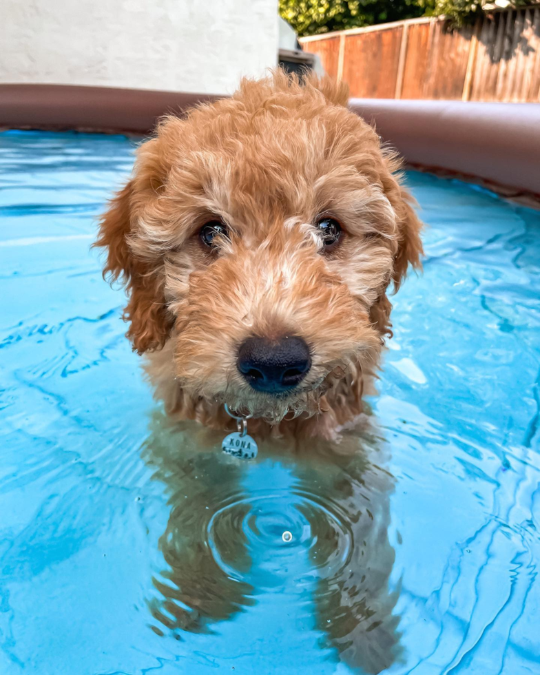 San Jose Mini Goldendoodle Pup