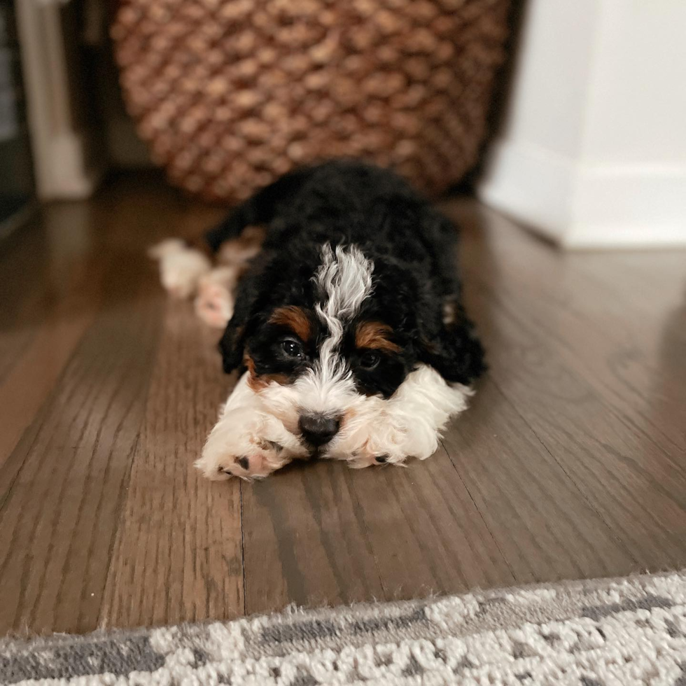 Franklin Mini Bernedoodle Pup