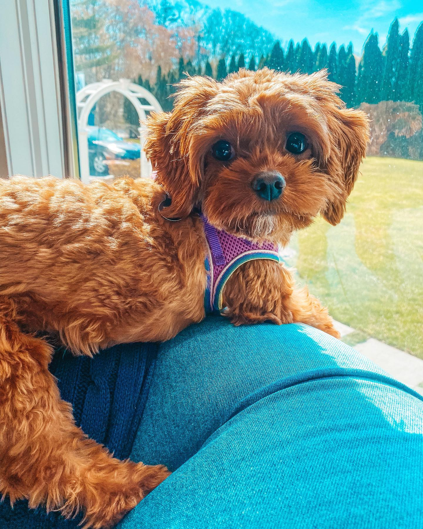 Best Cavapoo Baby