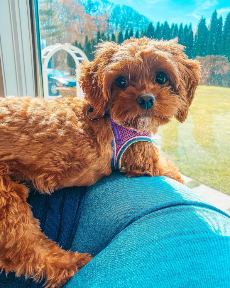 Cavapoo Being Cute