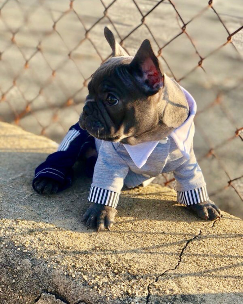 Happy Frenchie Purebred Pup