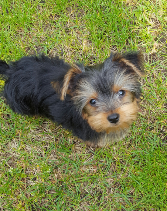 Yorkshire Terrier