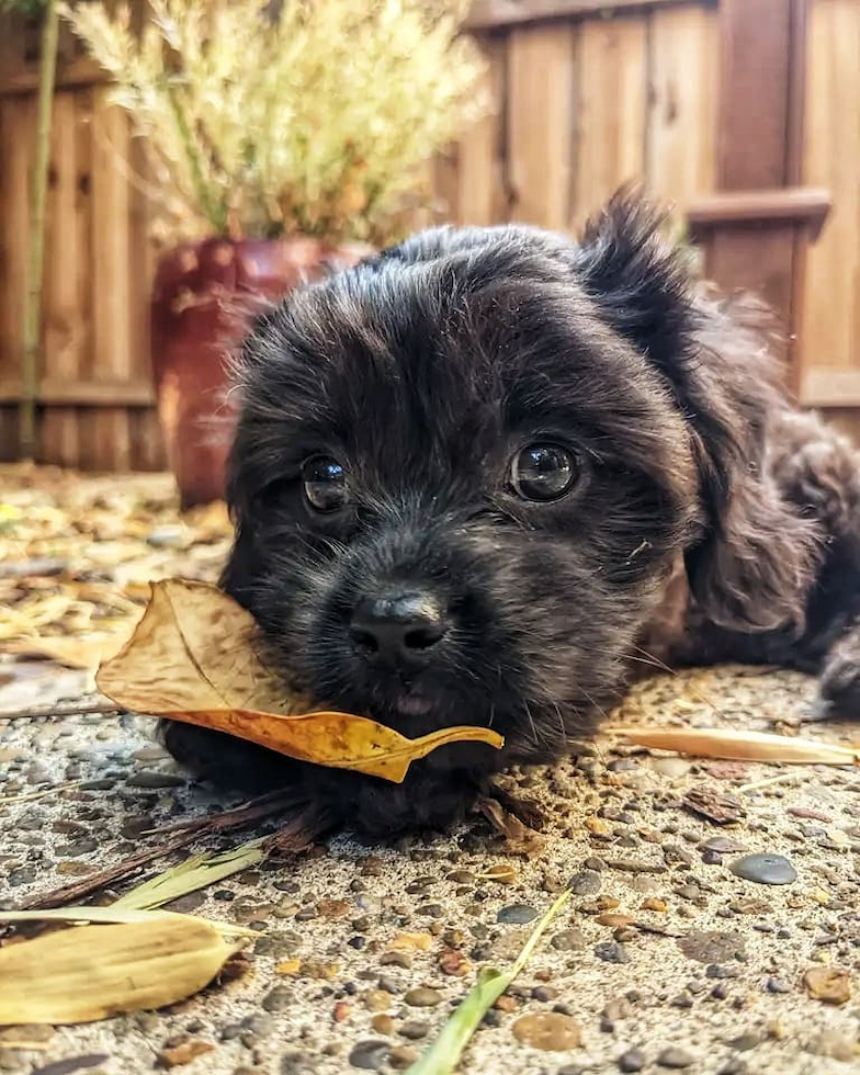 Fluffy Cavapoo Poodle Mix Pup