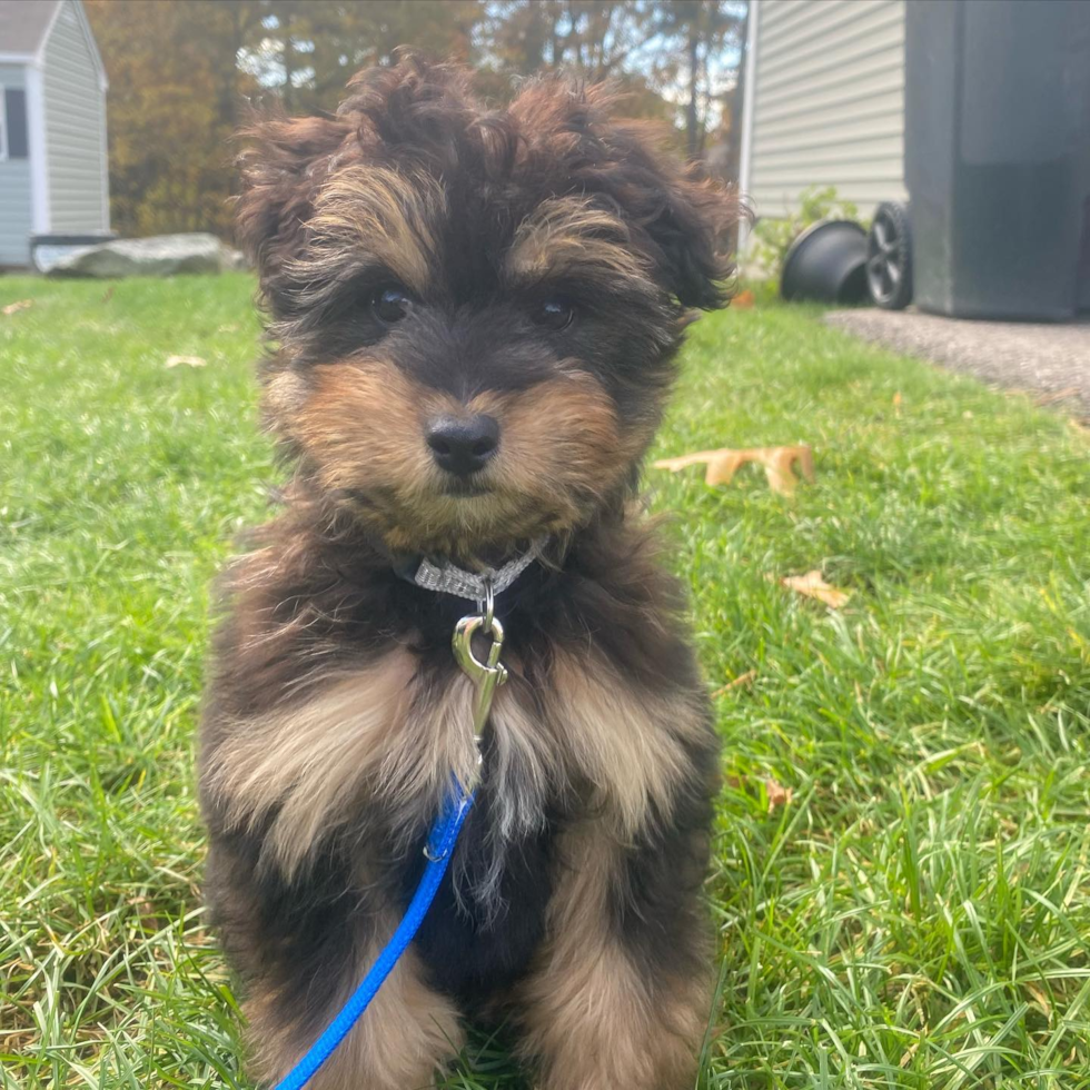 Mini Aussiedoodle Being Cute