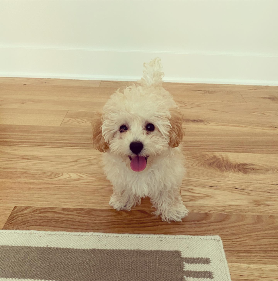 Adorable Bichpoo Poodle Mix Pup