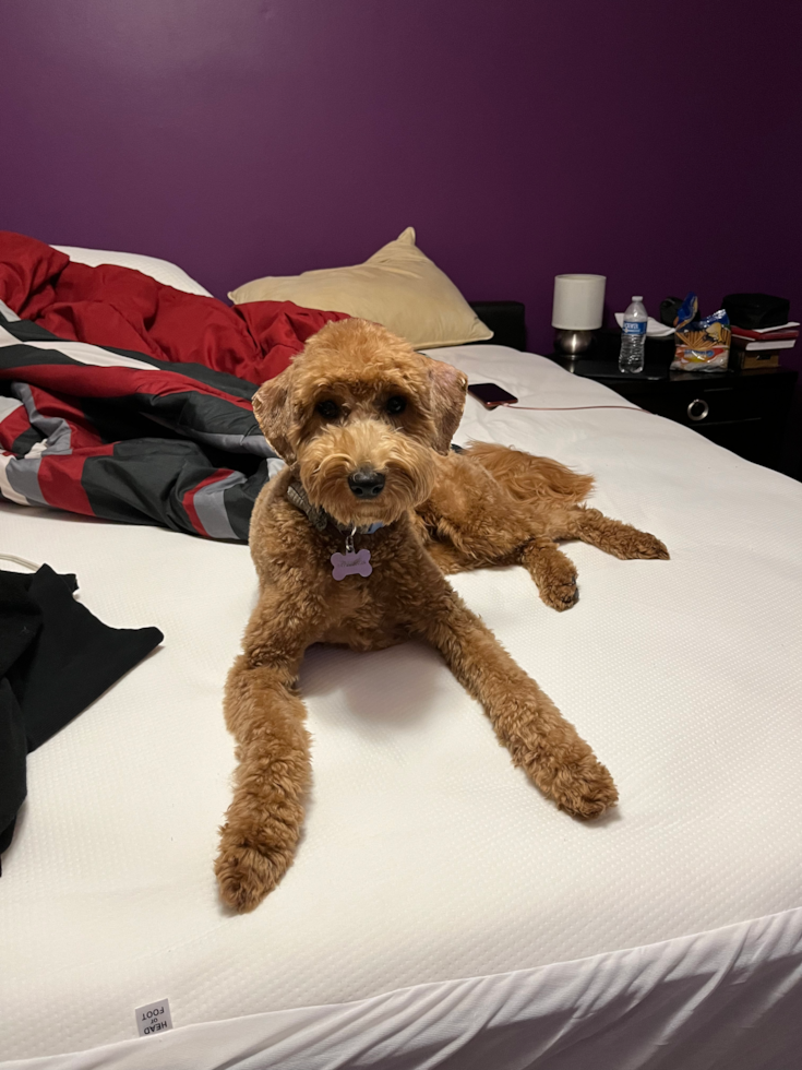 Energetic Golden Retriever Poodle Mix Pup