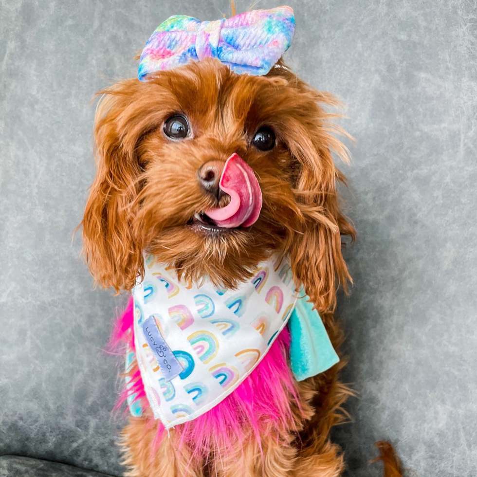 Friendly Cavapoo Pup in Ogden UT