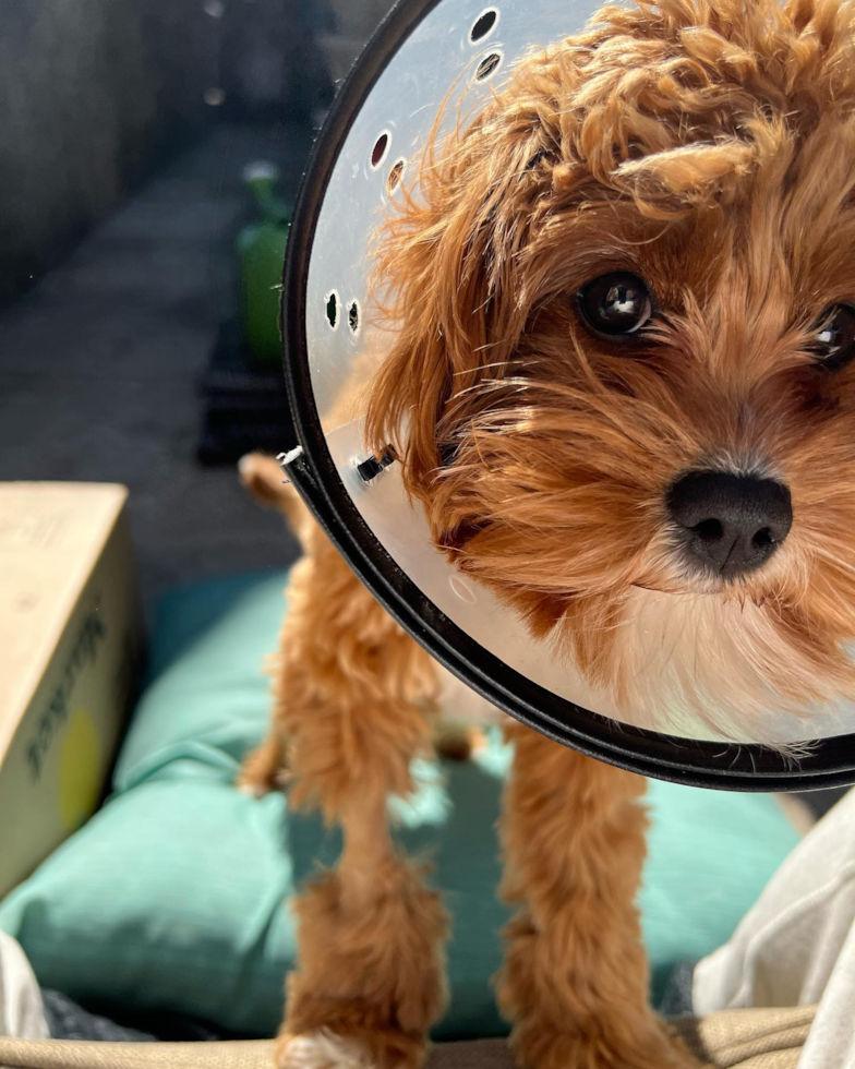 Cute Cavapoo Pup