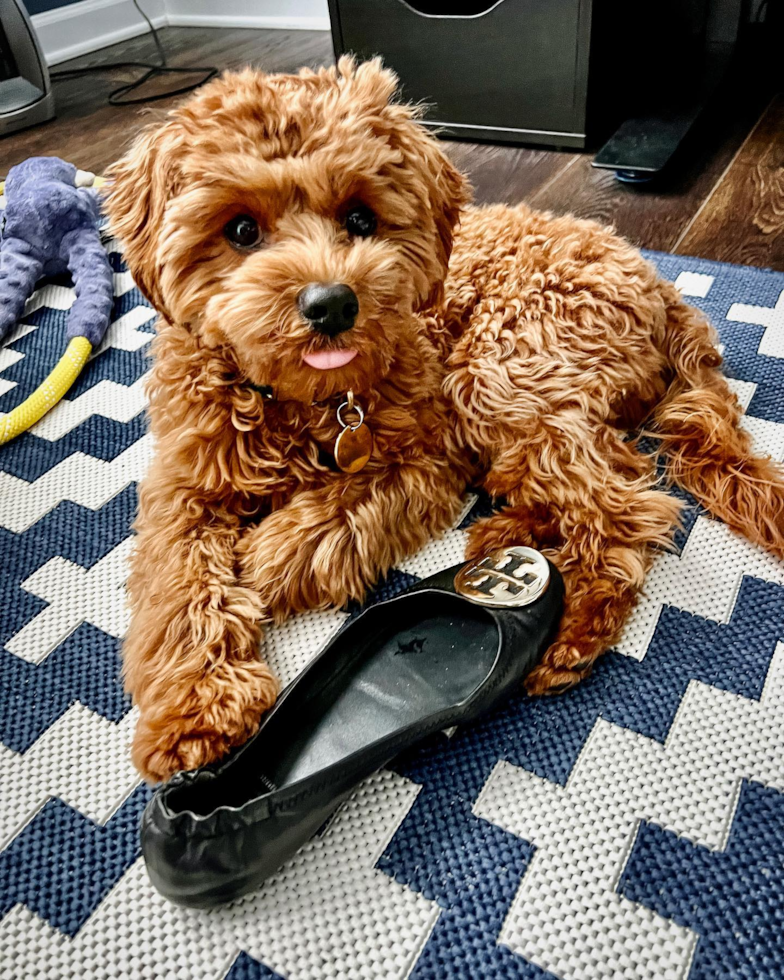 Frederick Cavapoo Pup