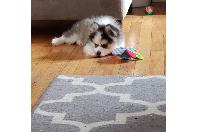 Hypoallergenic Mini Husky Designer Puppy