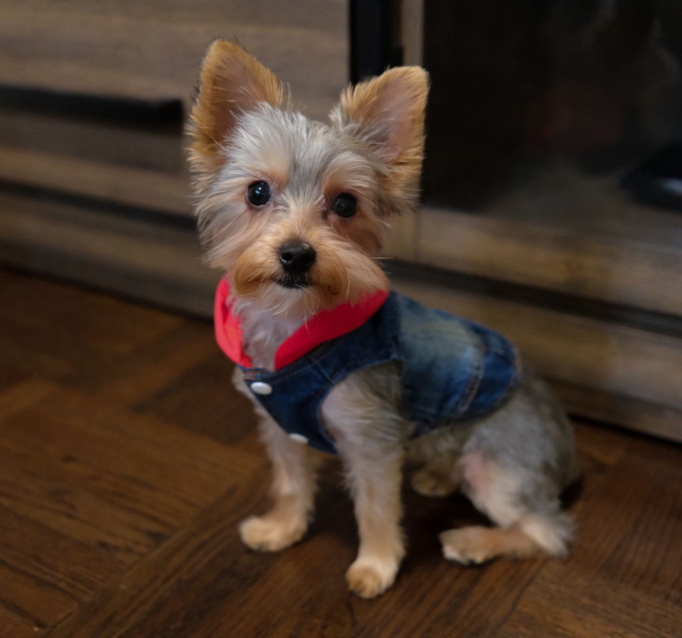 New York Yorkshire Terrier Pup