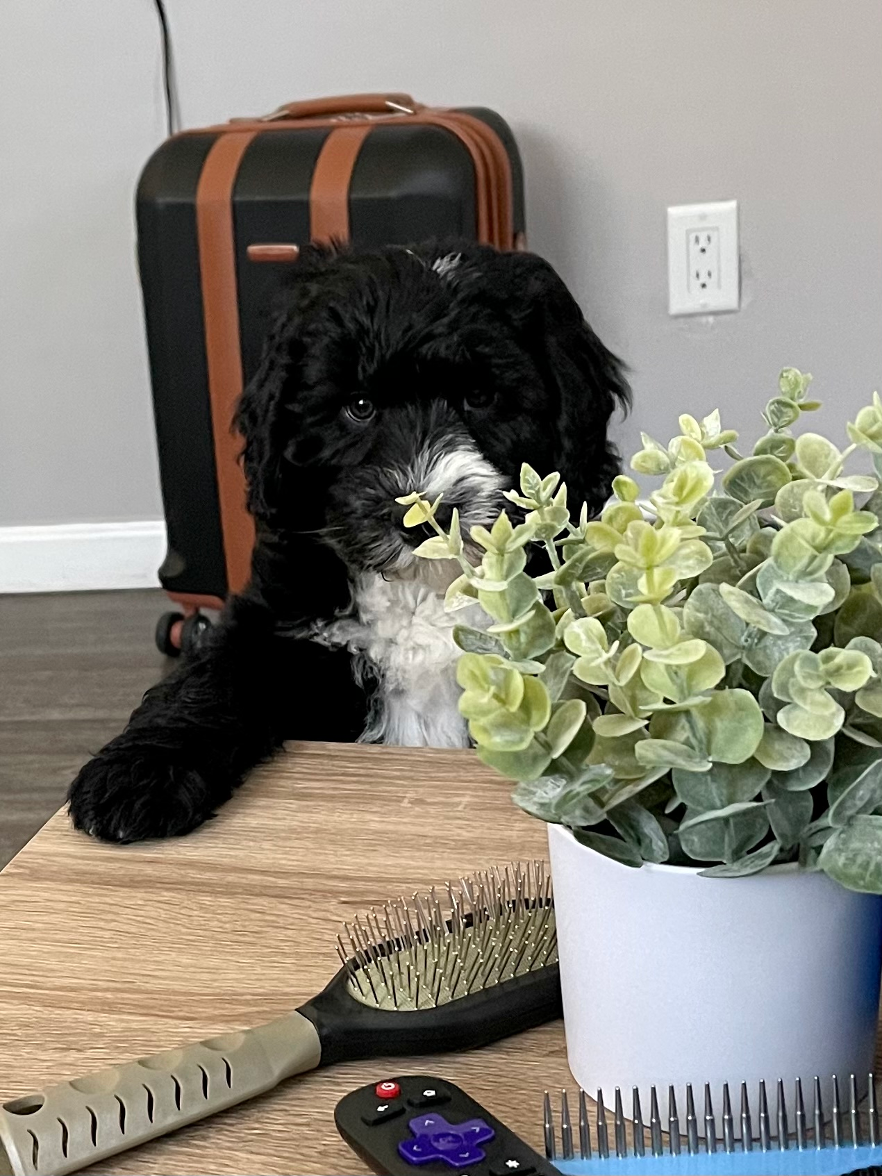 Happy Mini Sheepadoodle Baby