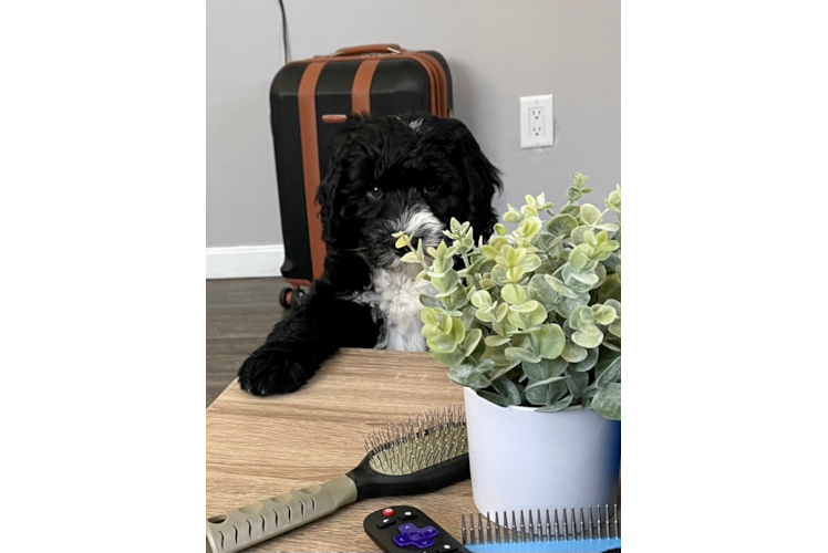 Happy Mini Sheepadoodle Baby