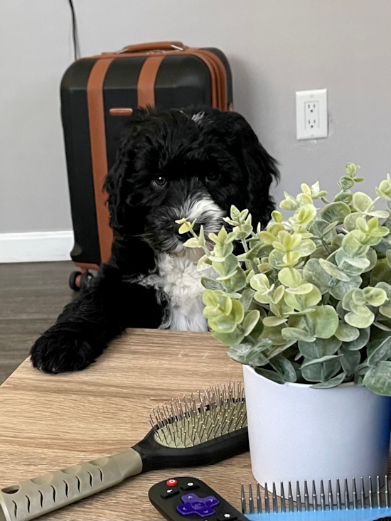 Little Sheep Dog Poodle Mix Pup