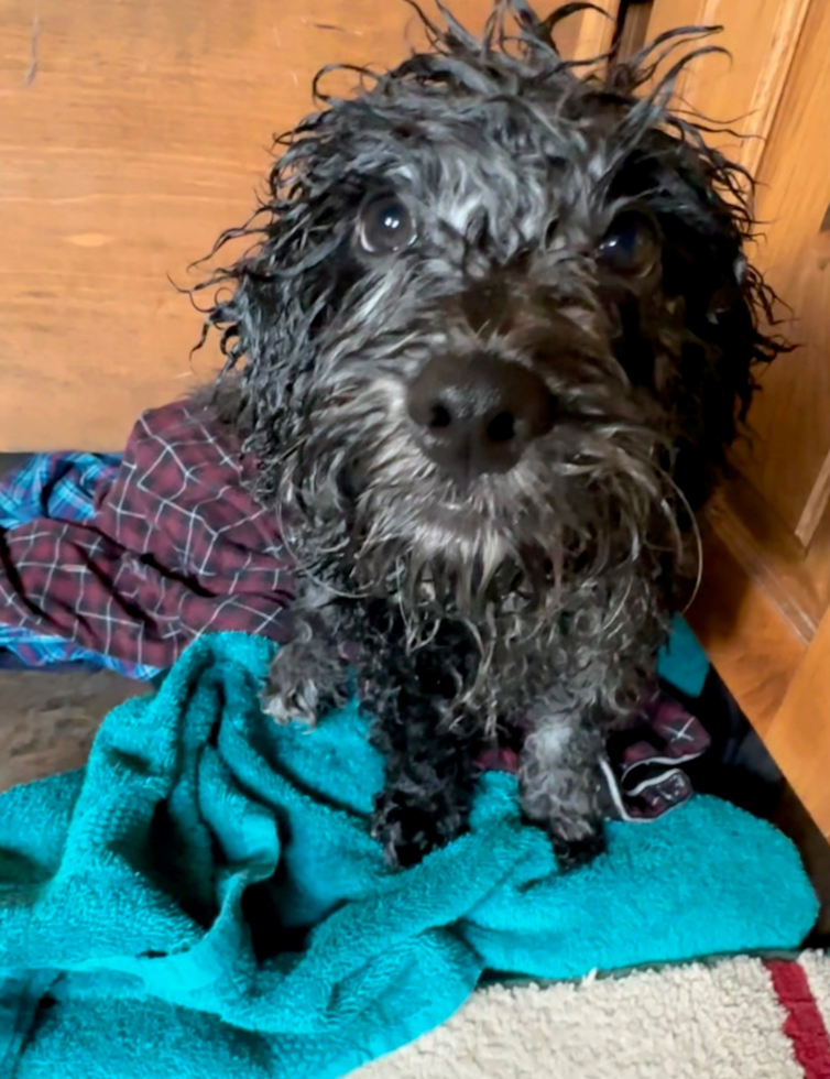 Energetic Portuguese Water Dog Poodle Mix Pup