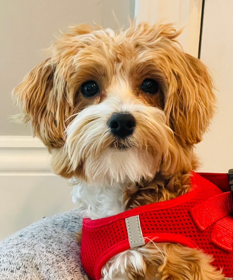 Fluffy Maltipoo Poodle Mix Pup