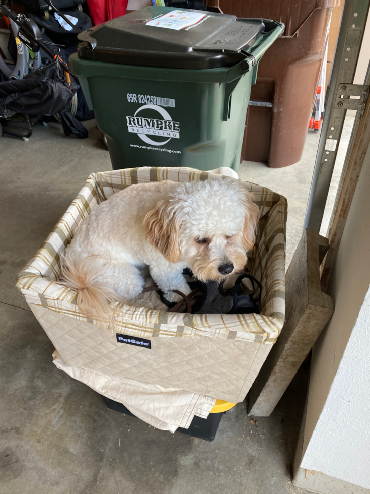 Smart Cavapoo Poodle Mix Pup