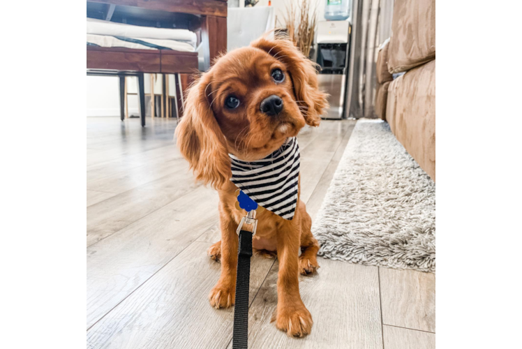 Cavalier King Charles Spaniel Puppy for Adoption