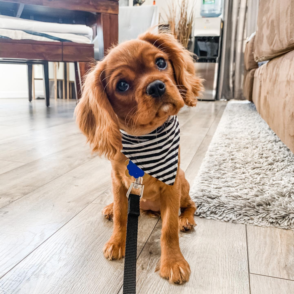 Fort Lee Cavalier King Charles Spaniel Pup