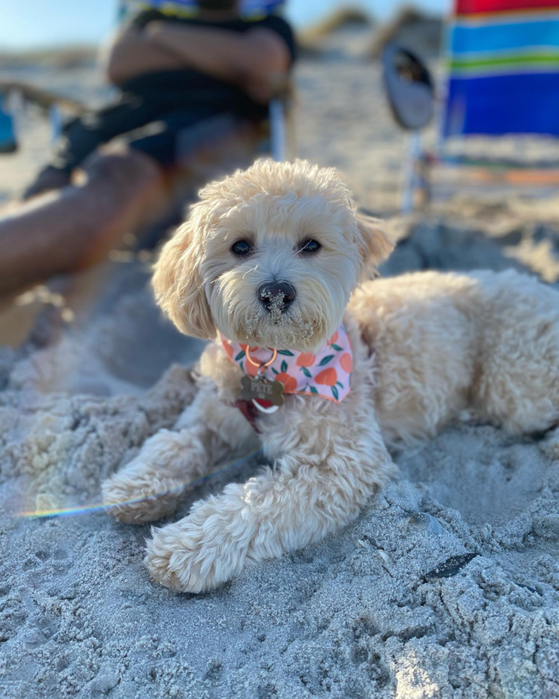 Maltipoo Being Cute