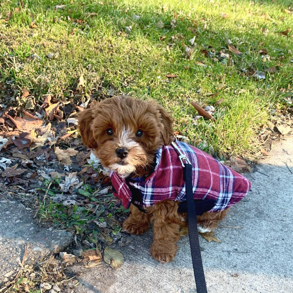 Sweet Cavapoo Pup in Hazel Park MI