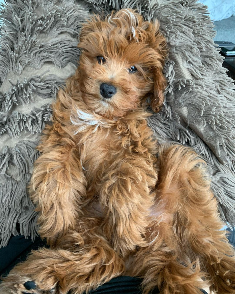 Cute Cavapoo Pup in Chicago IL