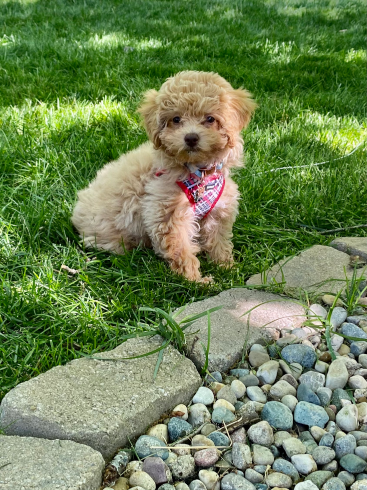 Happy Poochon Pup