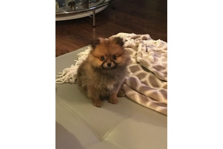 Playful Pomeranian Purebred Pup