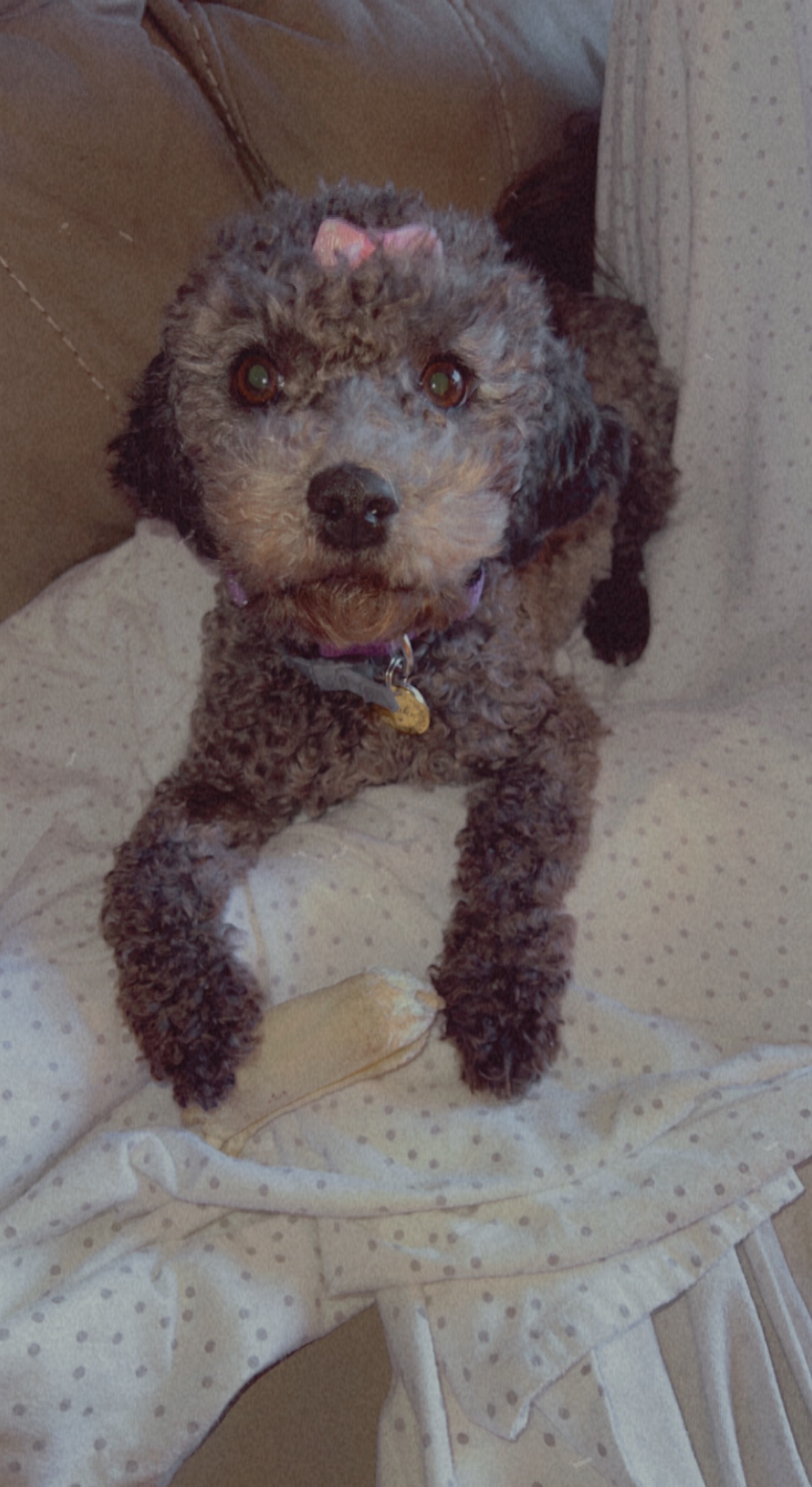 Best Cavapoo Baby
