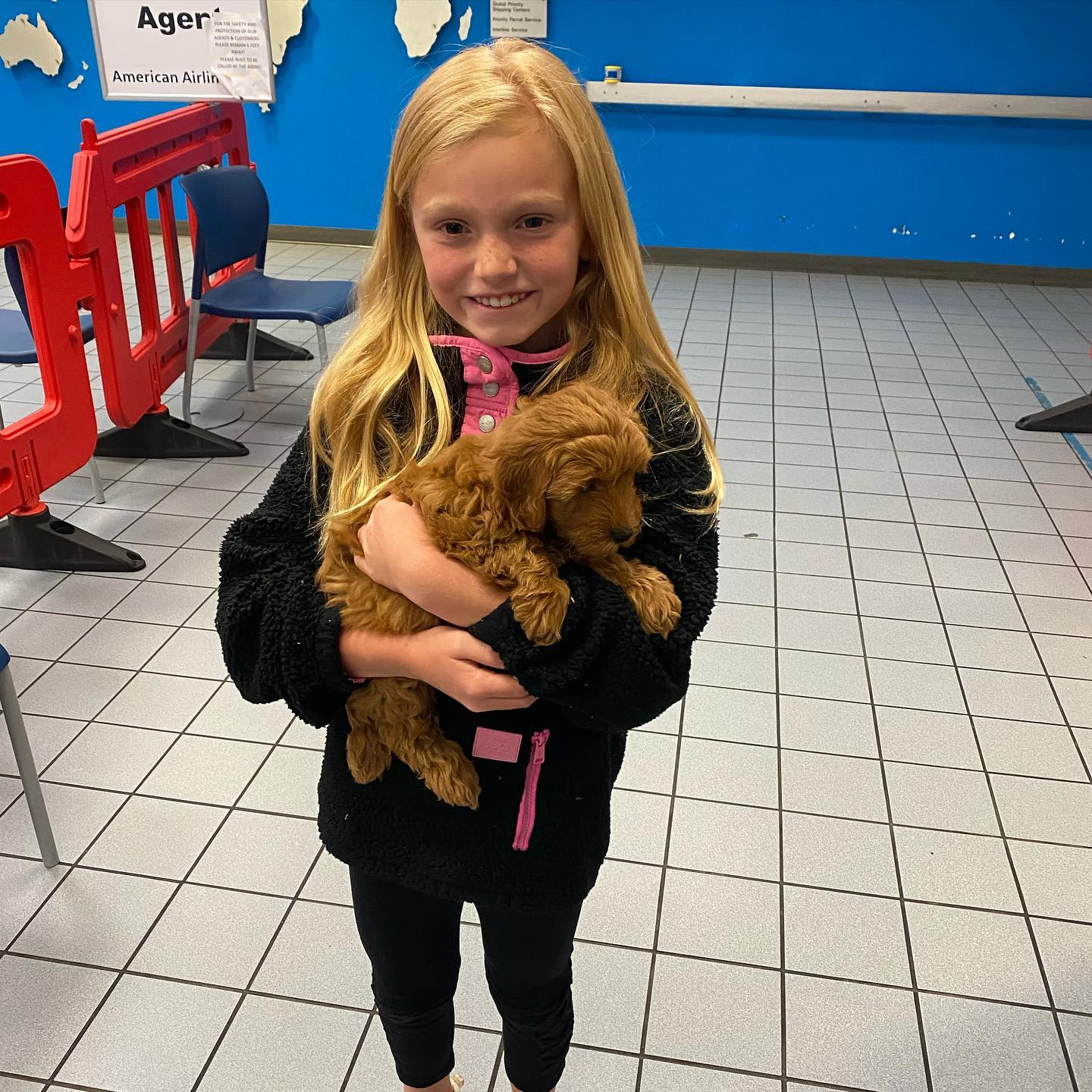 Mini Goldendoodle Puppy for Adoption