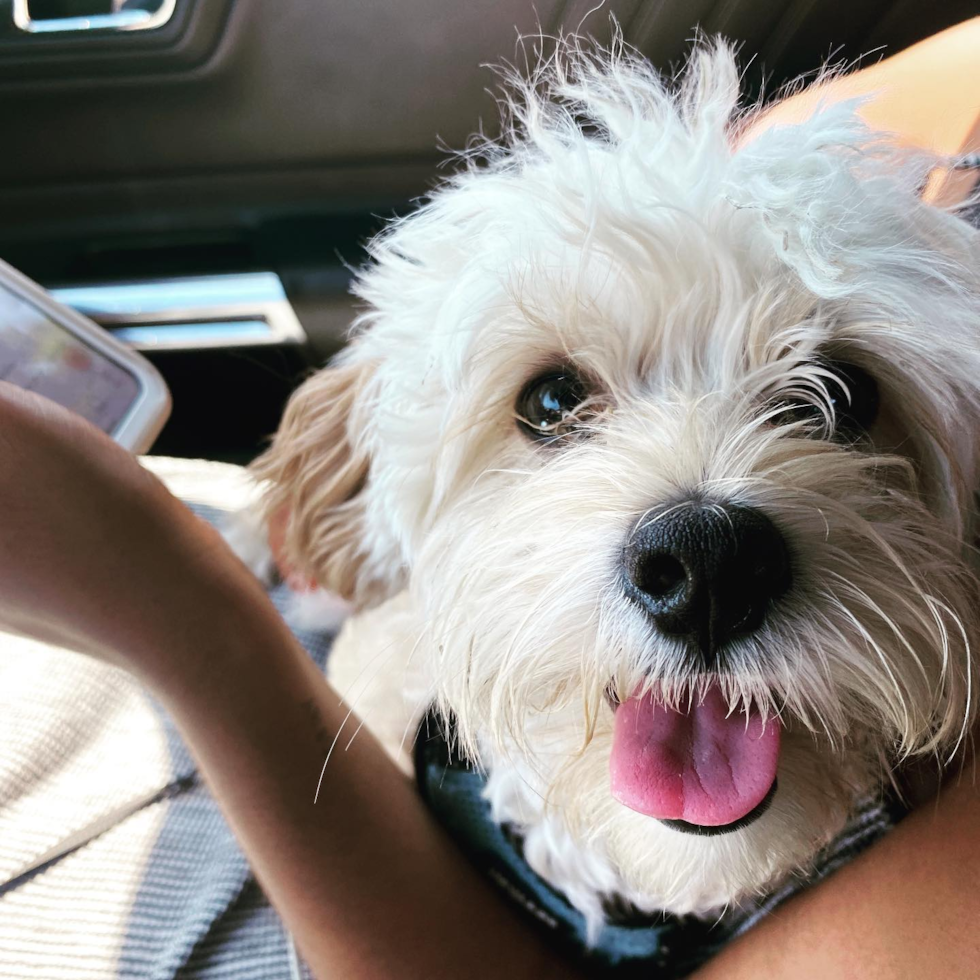 Cute Maltipoo Pup