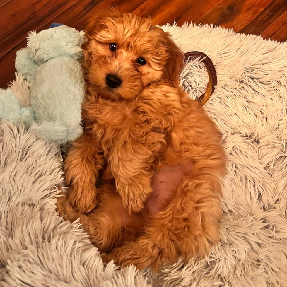 Playful Golden Retriever Poodle Mix Pup