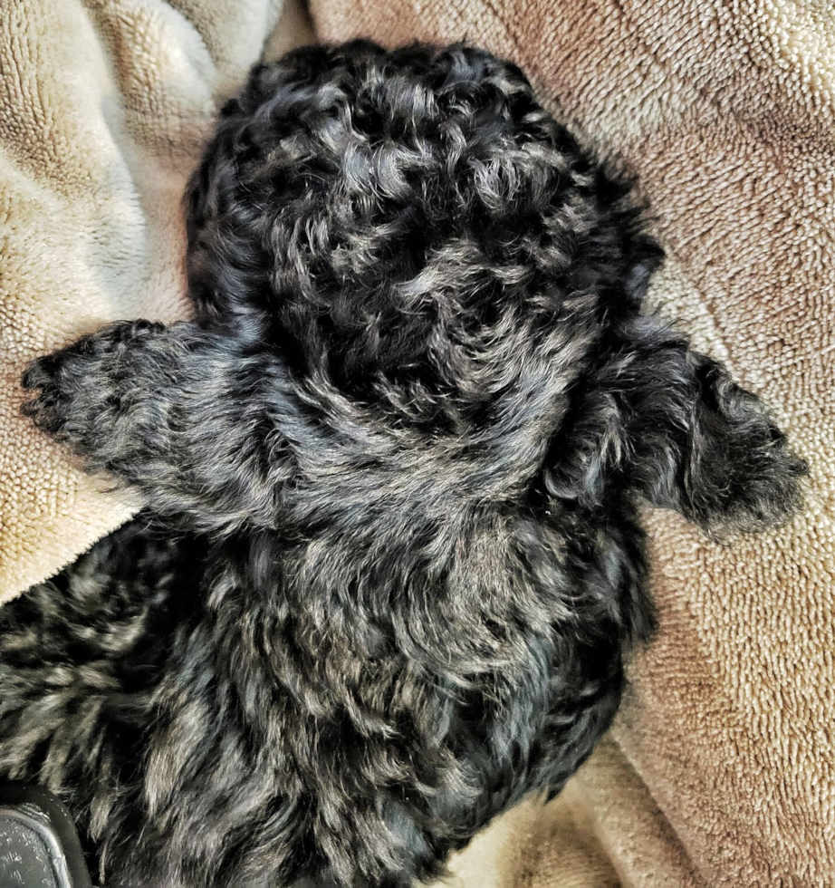 Popular Cavapoo Poodle Mix Pup