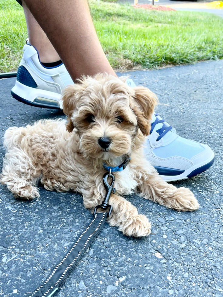 Friendly Maltipoo Pup in