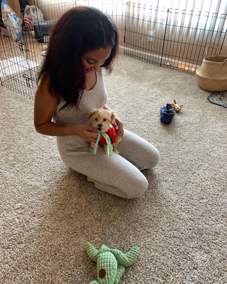 Funny Maltipoo Poodle Mix Pup