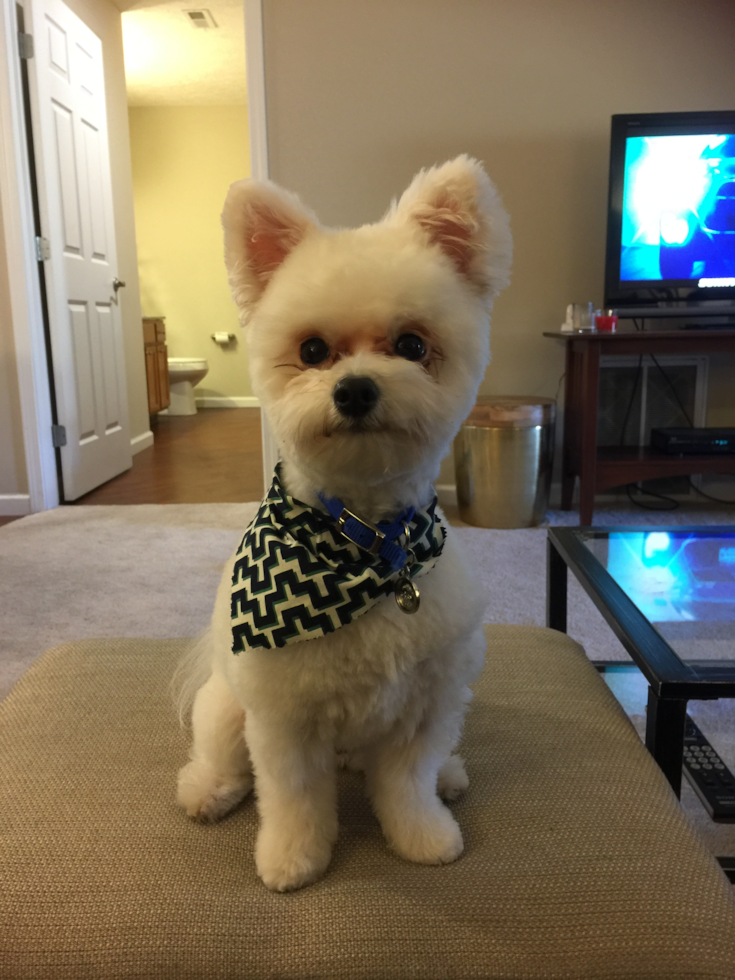 Happy Maltipom Pup in Avon Lake OH