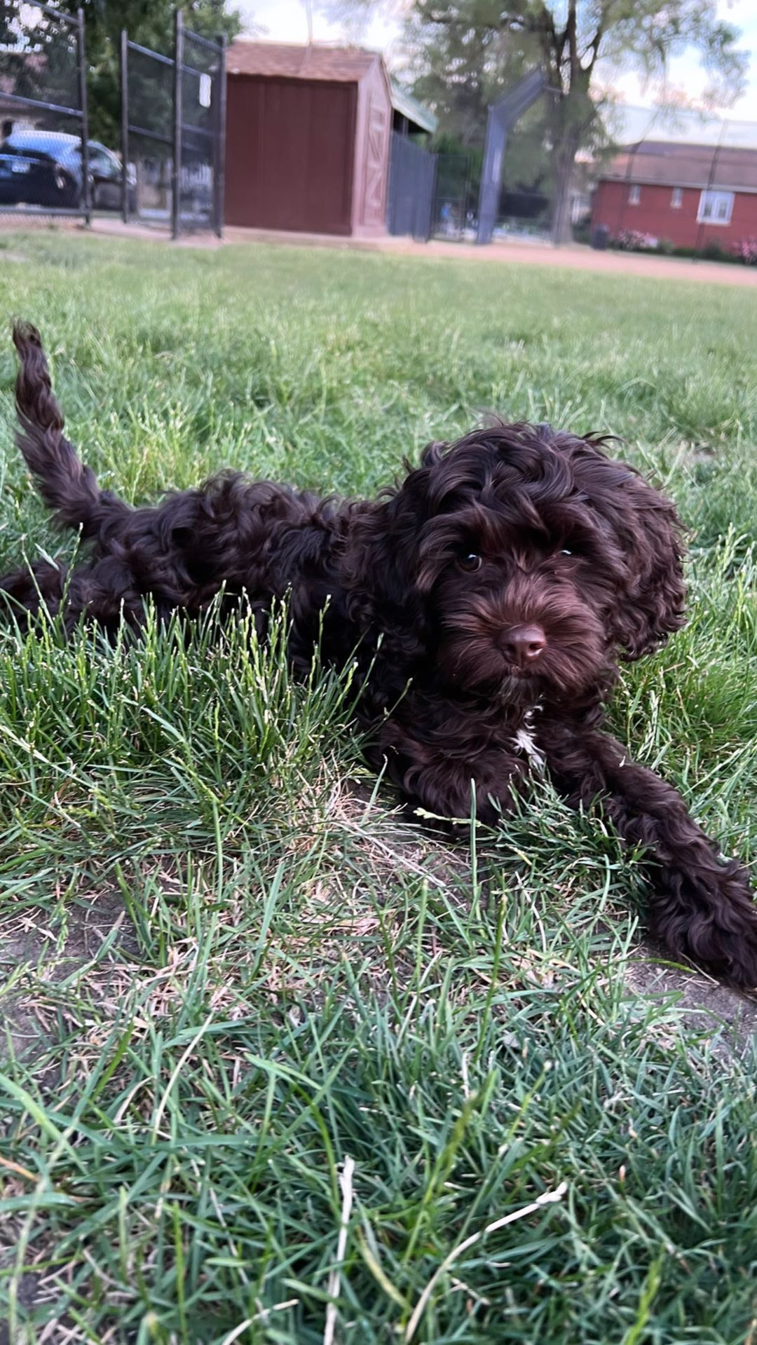 Sweet Cockapoo Baby