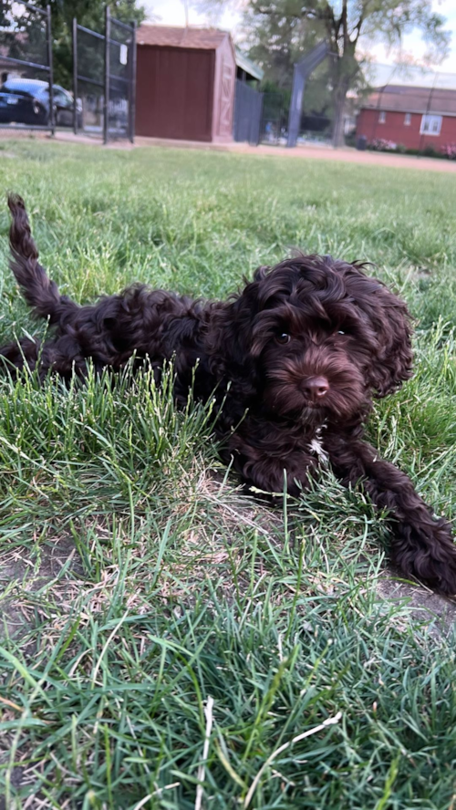 Adorable Cockerpoo Poodle Mix Pup