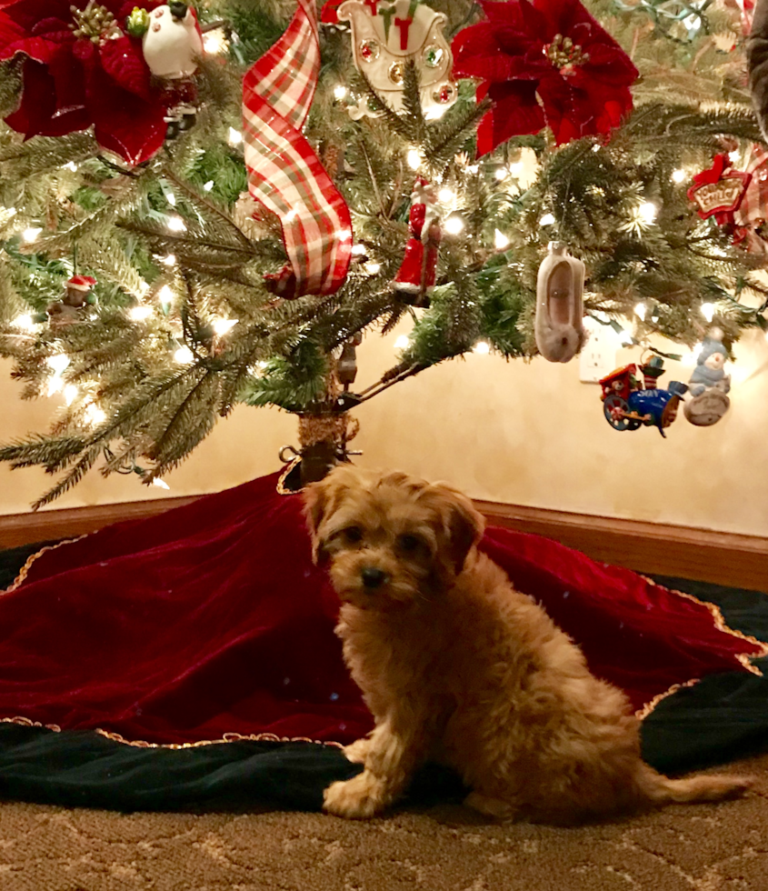 Cavapoo Being Cute