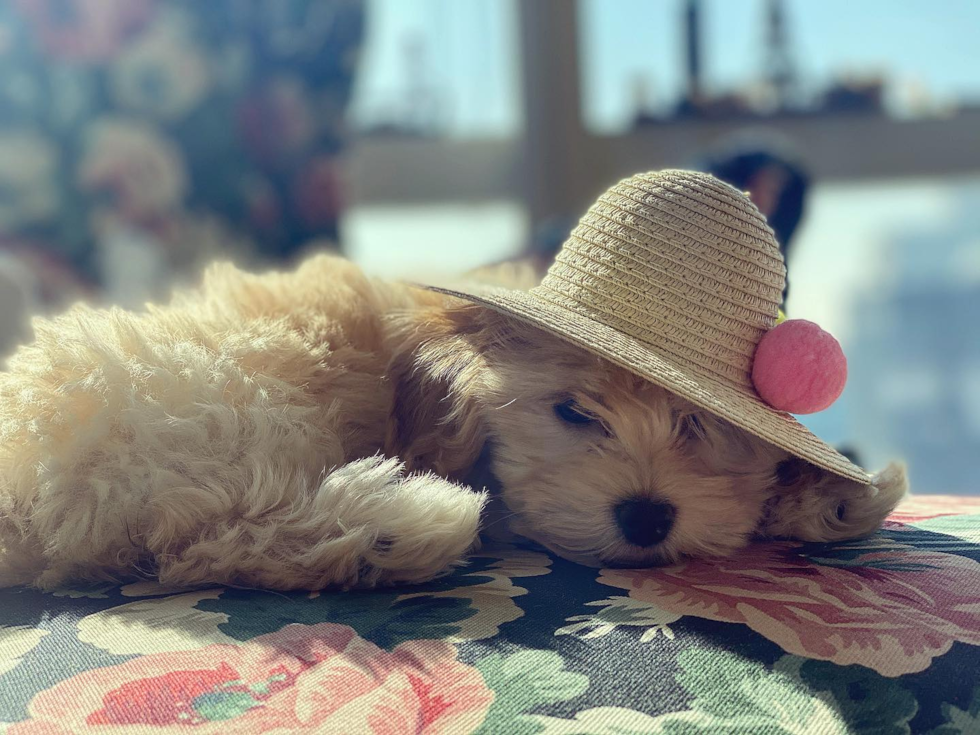 Smart Poochon Poodle Mix Pup