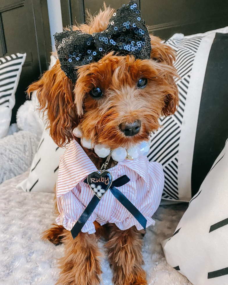 Popular Cavapoo Poodle Mix Pup